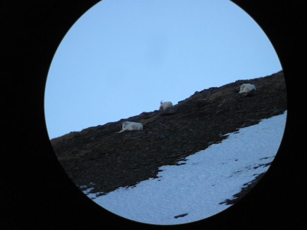 06_goats_in_scope