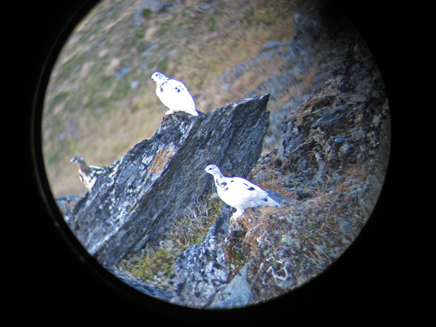 10_willow_ptarmigan