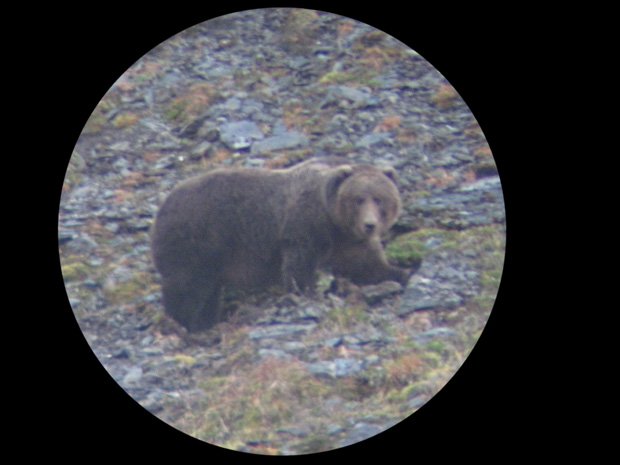 03_bear_in_spotting_scope